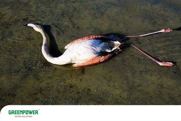تصویری از یک فلامینگوی مرده افتاده در بستر خشک و گل‌آلود تالاب؛ وضعیتی که می‌تواند پیامد حضور عوامل آلوده‌کننده آب و تخریب زیستگاه طبیعی باشد.